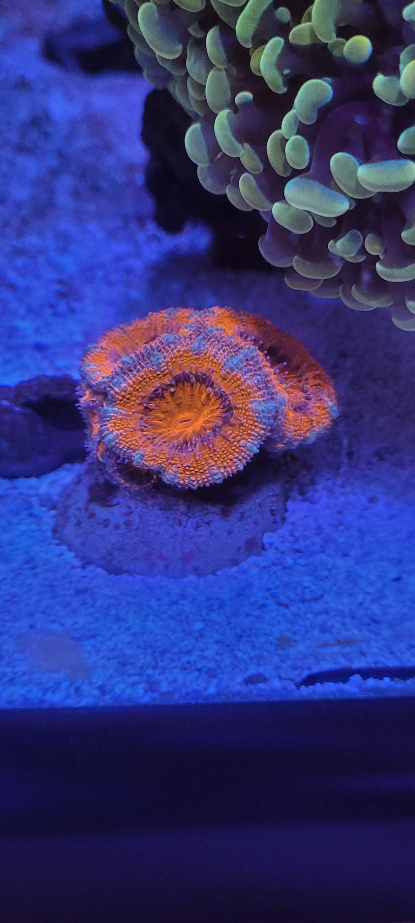 Super bright acan