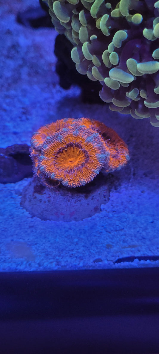 Super bright acan