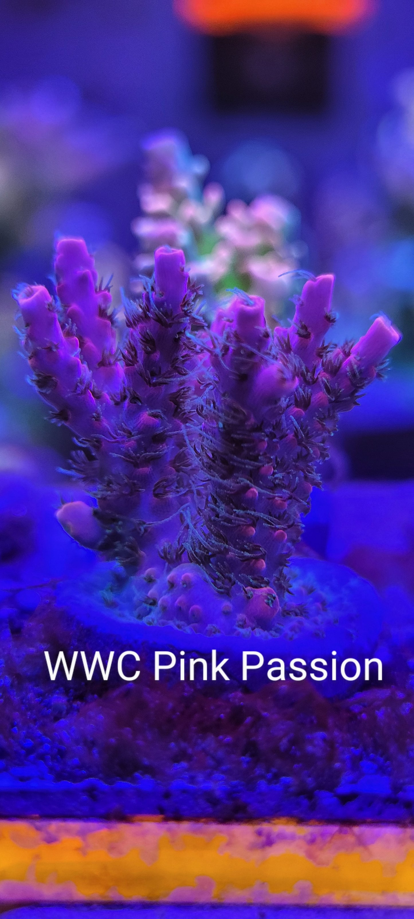 Wwc pink passion