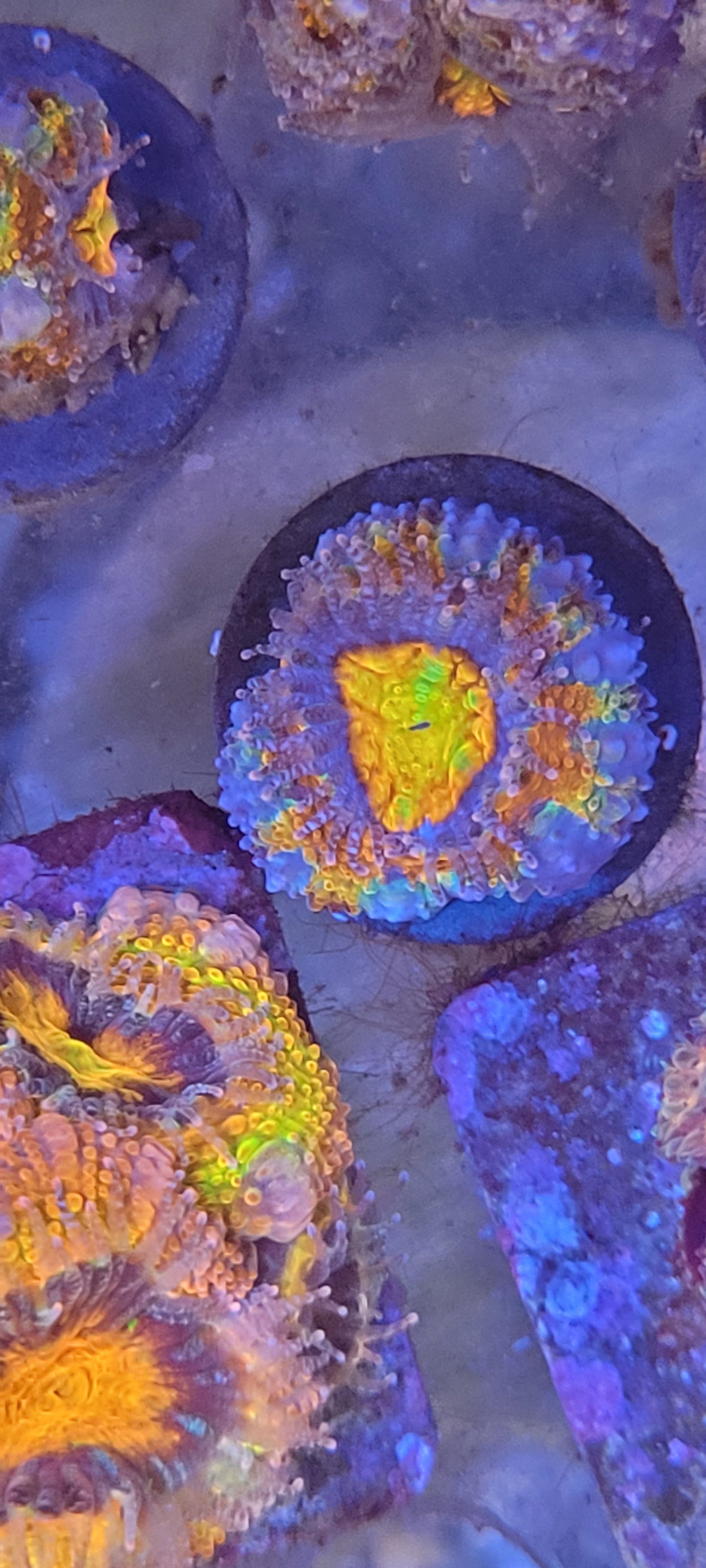 Eye of kraken acan