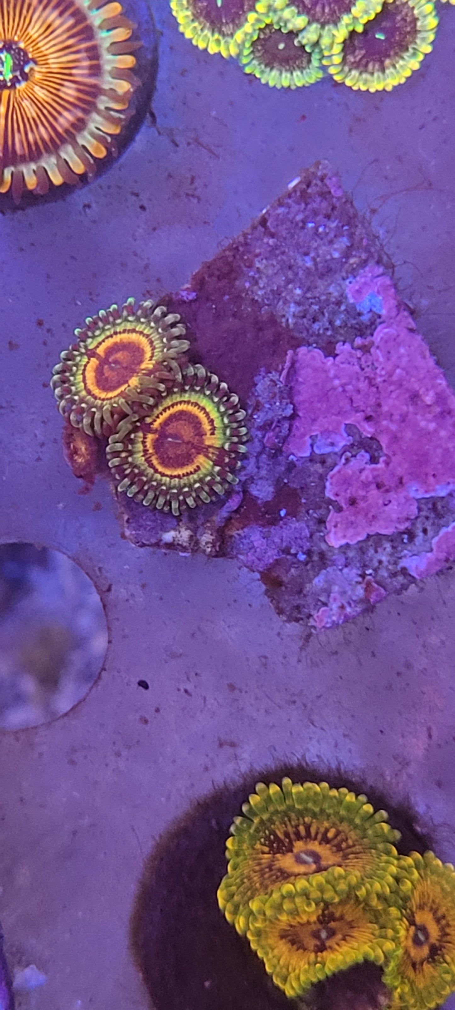 Rainbow eclips 3 polyp