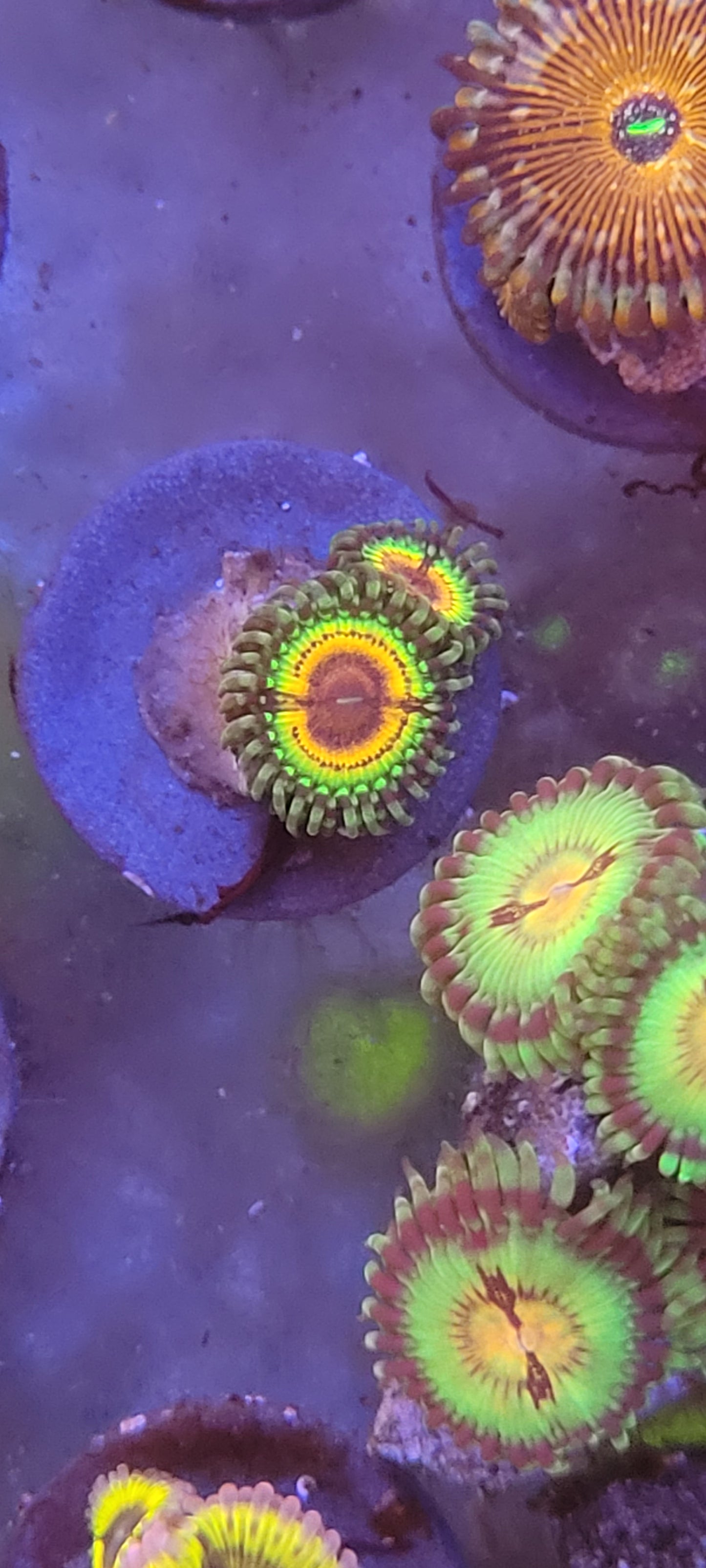 Rainbow eclipse 2 polyps